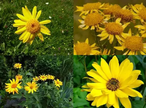 Arnica flowers