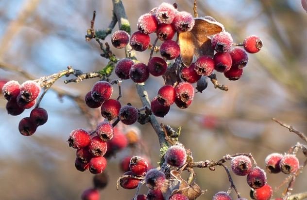 Frozen hawthorn berries