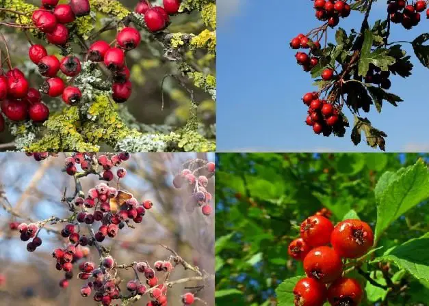 Hawthorn berry