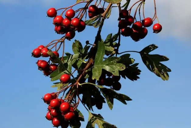 Hawthorn berry on tree