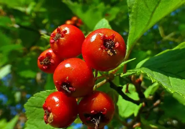 Hawthorn tea