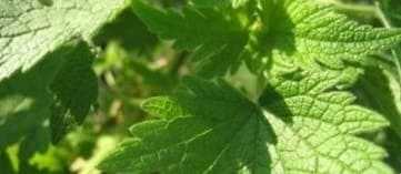 Leaves of the motherwort