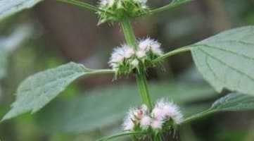 Motherwort herb