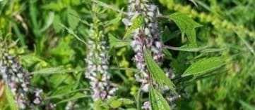 Motherwort tea safe