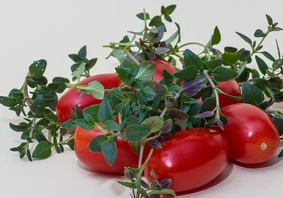 growing thyme with tomatoes