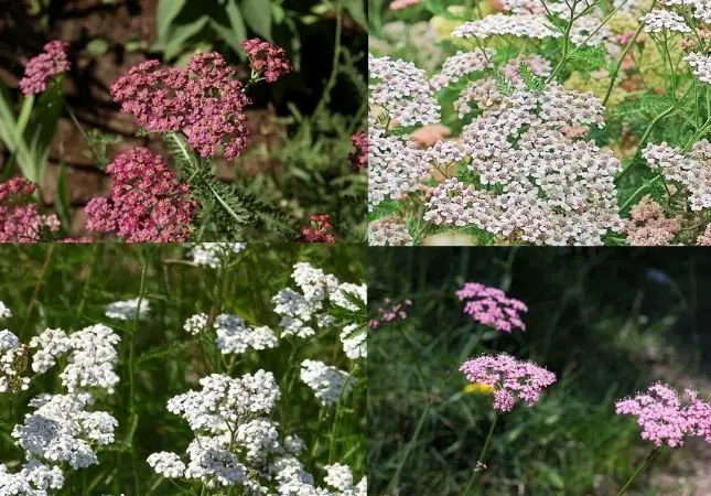 Yarrow. 4 types