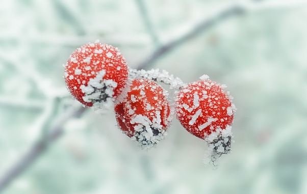 Three hawthorn berries