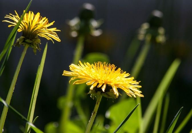 Common Dandelion