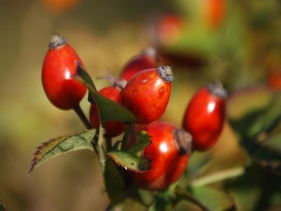 Rosehip tea