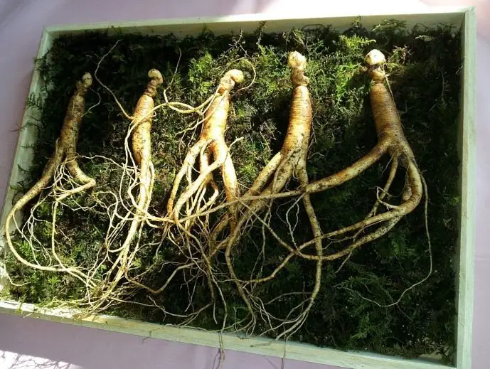 ginseng