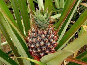 pineapple tropical fruit