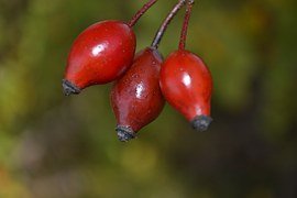 Rosehip