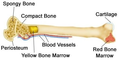 Bone marrow