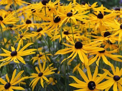 arnica flowers