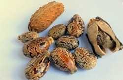 Seeds for castor oil