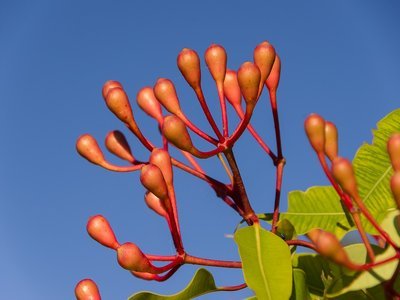 Fruits of eucalyptus