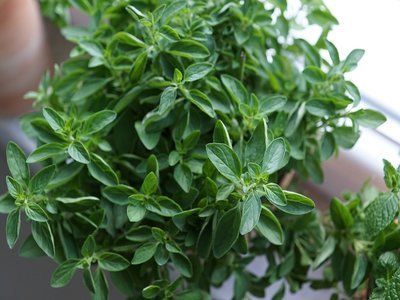 plant oregano