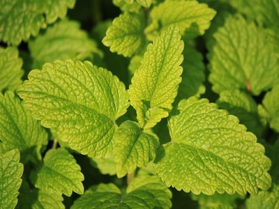 Lemon balm