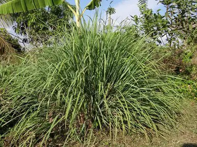 Herb lemongrass