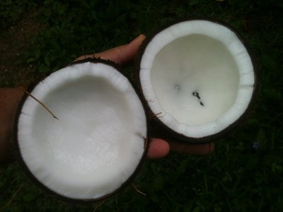 Halves of coconut
