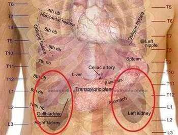 The location of the kidneys