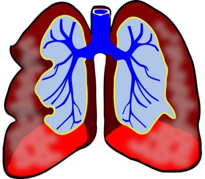 Human lungs