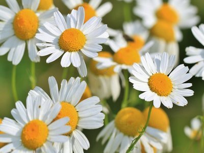 Chamomile tea for hair loss