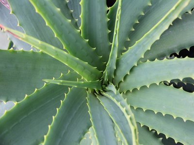 Grass aloe vera