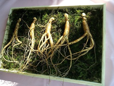 Ginseng root