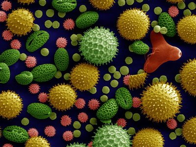 Pollen of plants