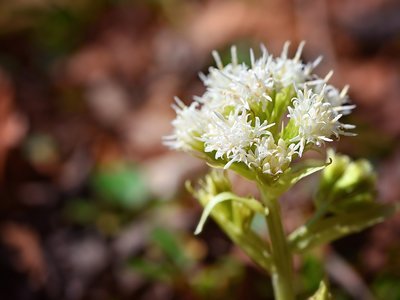 White butterbur