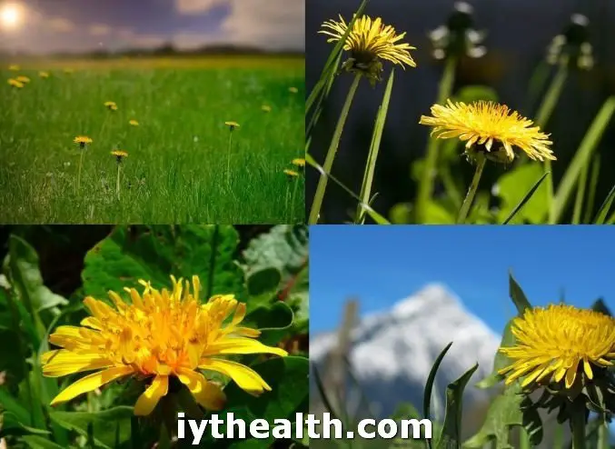 Dandelion leaves