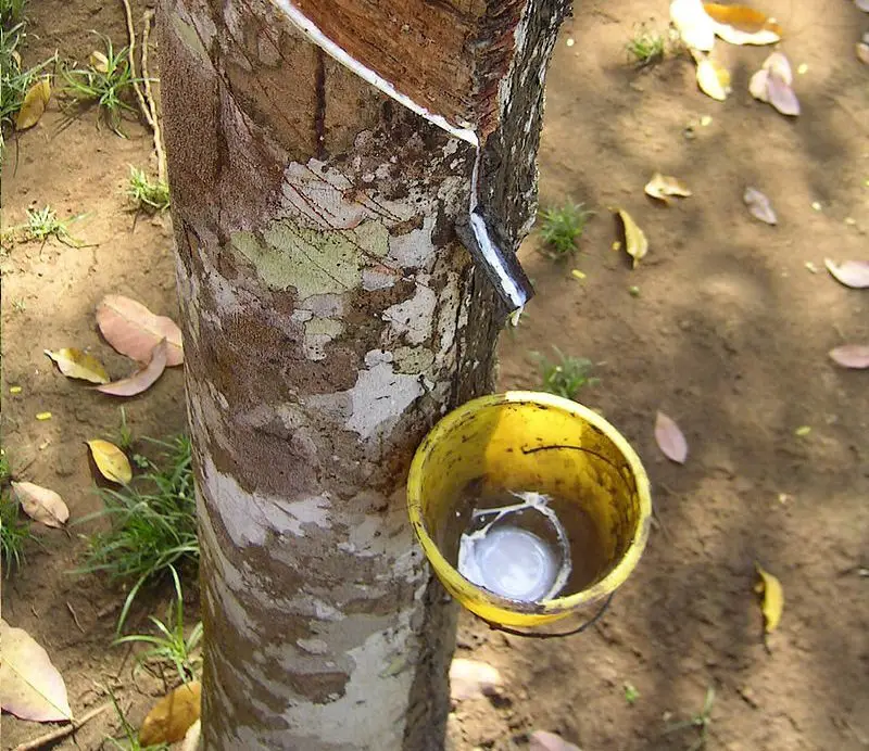 Natural latex production