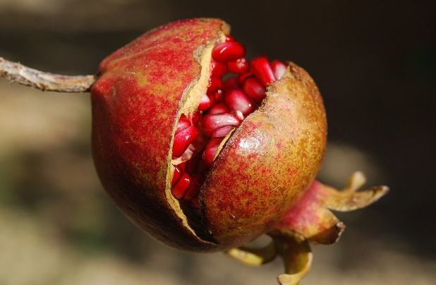 Pomegranate juice is also indicated for anemia