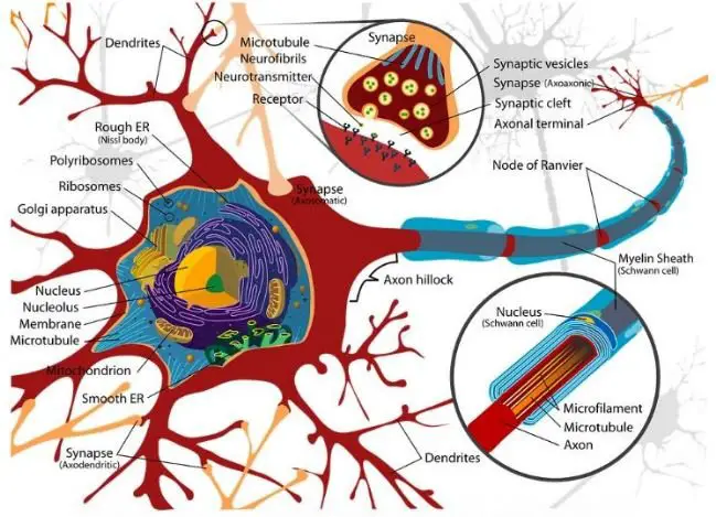 Science. Diagram cell neuron