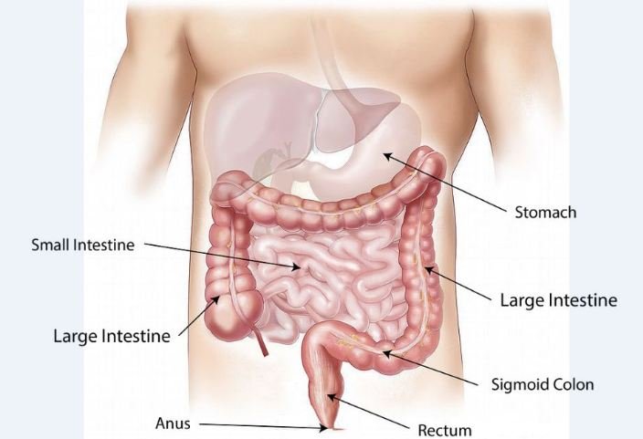 abdomen of person