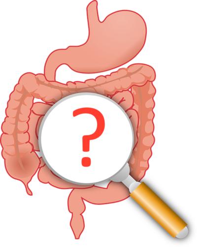 Anatomy of intestine