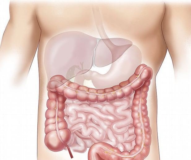 anatomy of abdomen