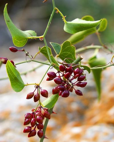 Sarsaparilla