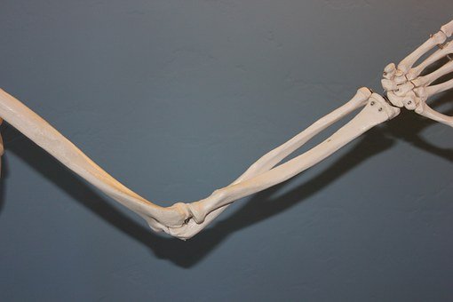 skeleton of arm