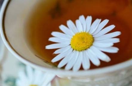 Chamomile tea during first trimester