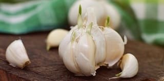 Grown garlic