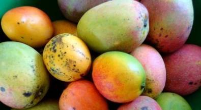 How to identify mango varieties