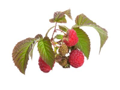 Red Raspberry and Leaf