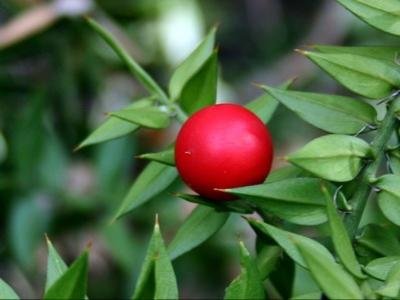 Butchers broom