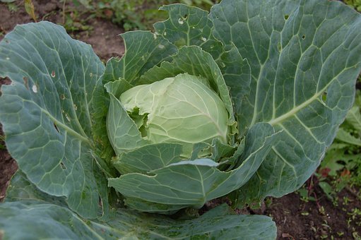 growing cabbage