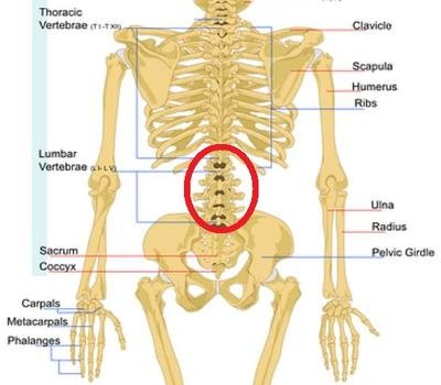 lower back lumbar