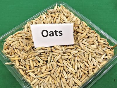 Oats