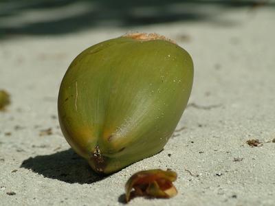 coconut on ground