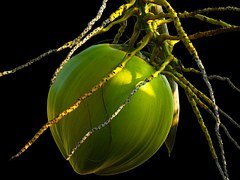 coconut on tree